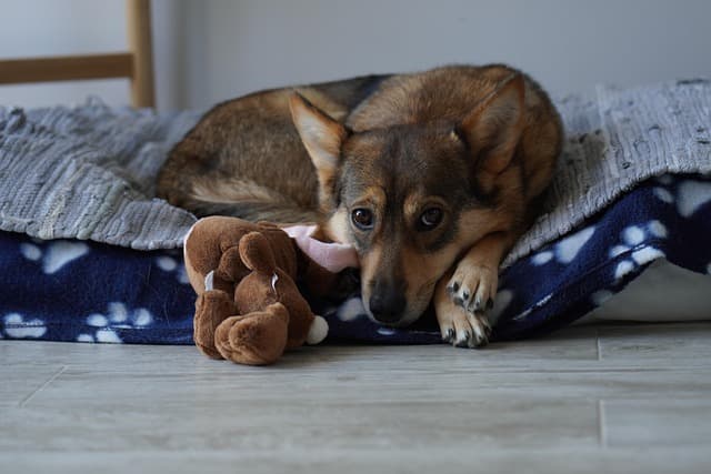 Top 10 Must-Have Accessories for Your Pet Zone