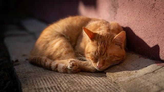 10 Essential Tips for Enhancing Your Pet Zone Experience