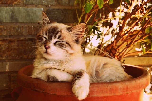 10 Must-Have Features for Your Ideal Pet Zone
