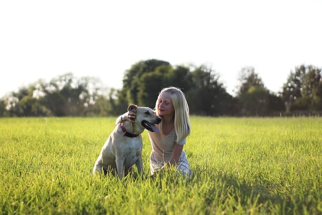 Raw Diet vs. Kibble: Which is Best for Your Dog?