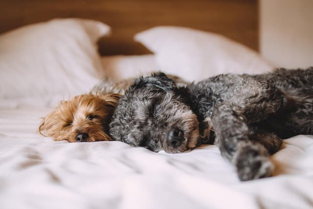 Top 10 Essential Features for Your Pet Zone