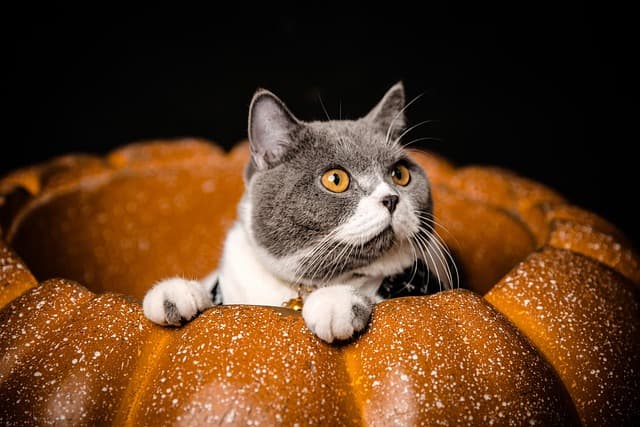 5 Tips for Designing a Safe Pet Zone at Home