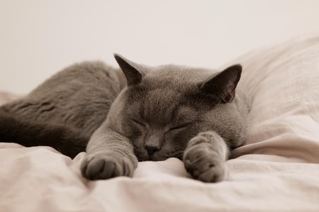 10 Creative Ways to Enhance Your Pet Zone Experience