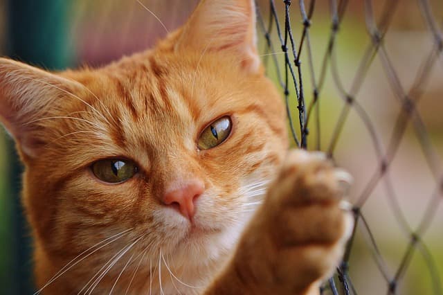10 Creative Ideas for a Fun and Engaging Pet Zone