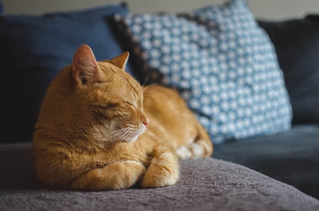 The Essential Features of a Successful Pet Zone