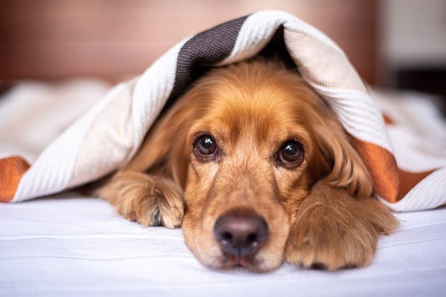 How to Create a Budget-Friendly Pet Zone at Home